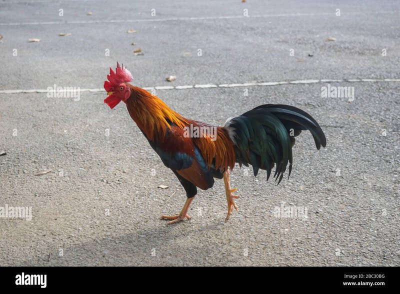 Descubre la Emoción de Jugar Chicken Road en los Mejores Casinos de España in Spain